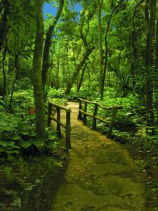 A Pathway in a Forest Area With a Wooden Bridge